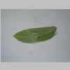 Leaf 20er 02.jpg